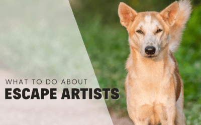 How To Manage A Dog Who Is An Escape Artist