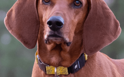 Fi vs Tractive: Which GPS Dog Tracker Is Better in 2026?