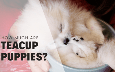 How Much are Teacup Puppies? And How To Ethically Find One