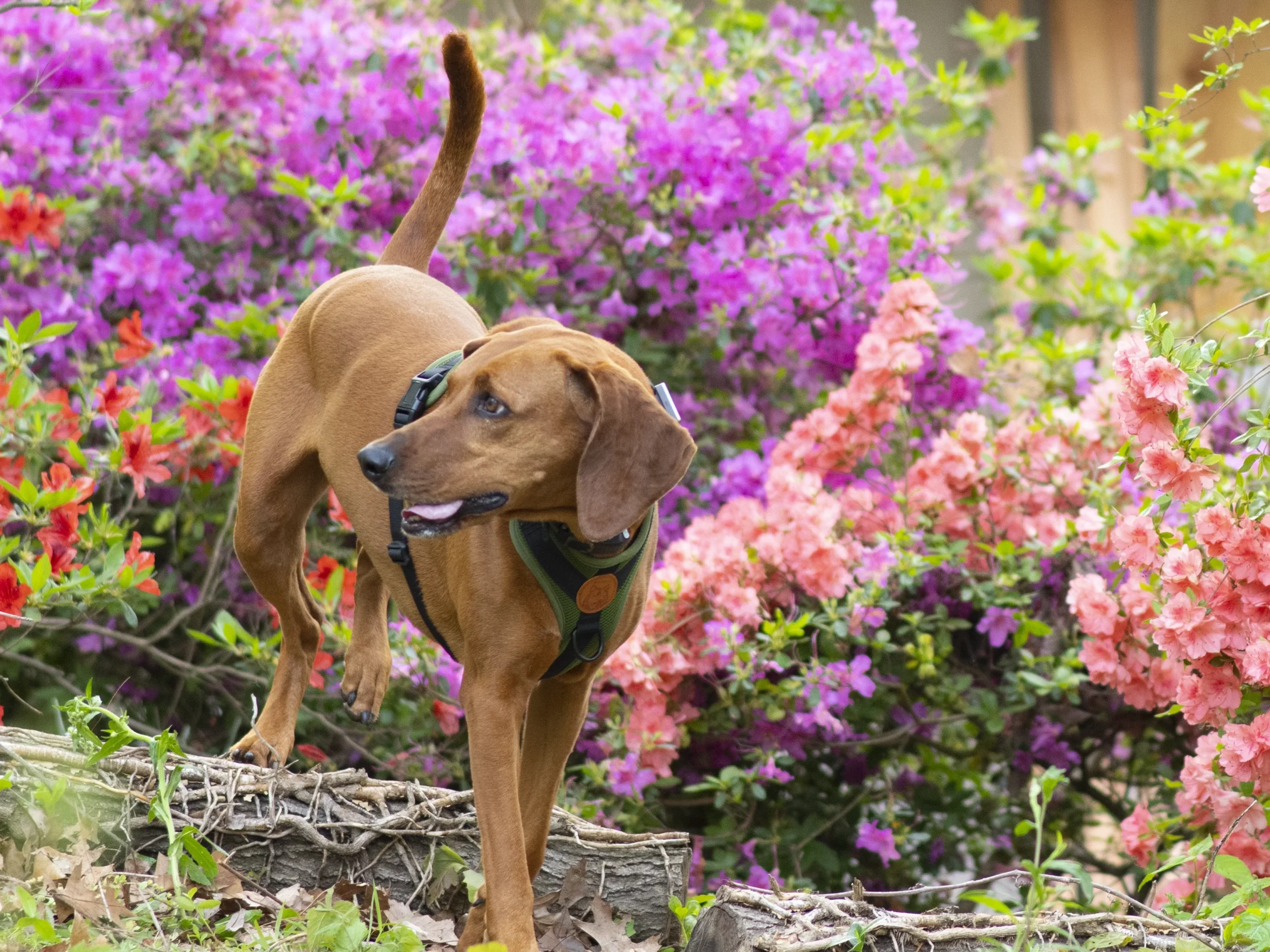 Shelby redbone coonhound hound wearing olive green wilderdog harness