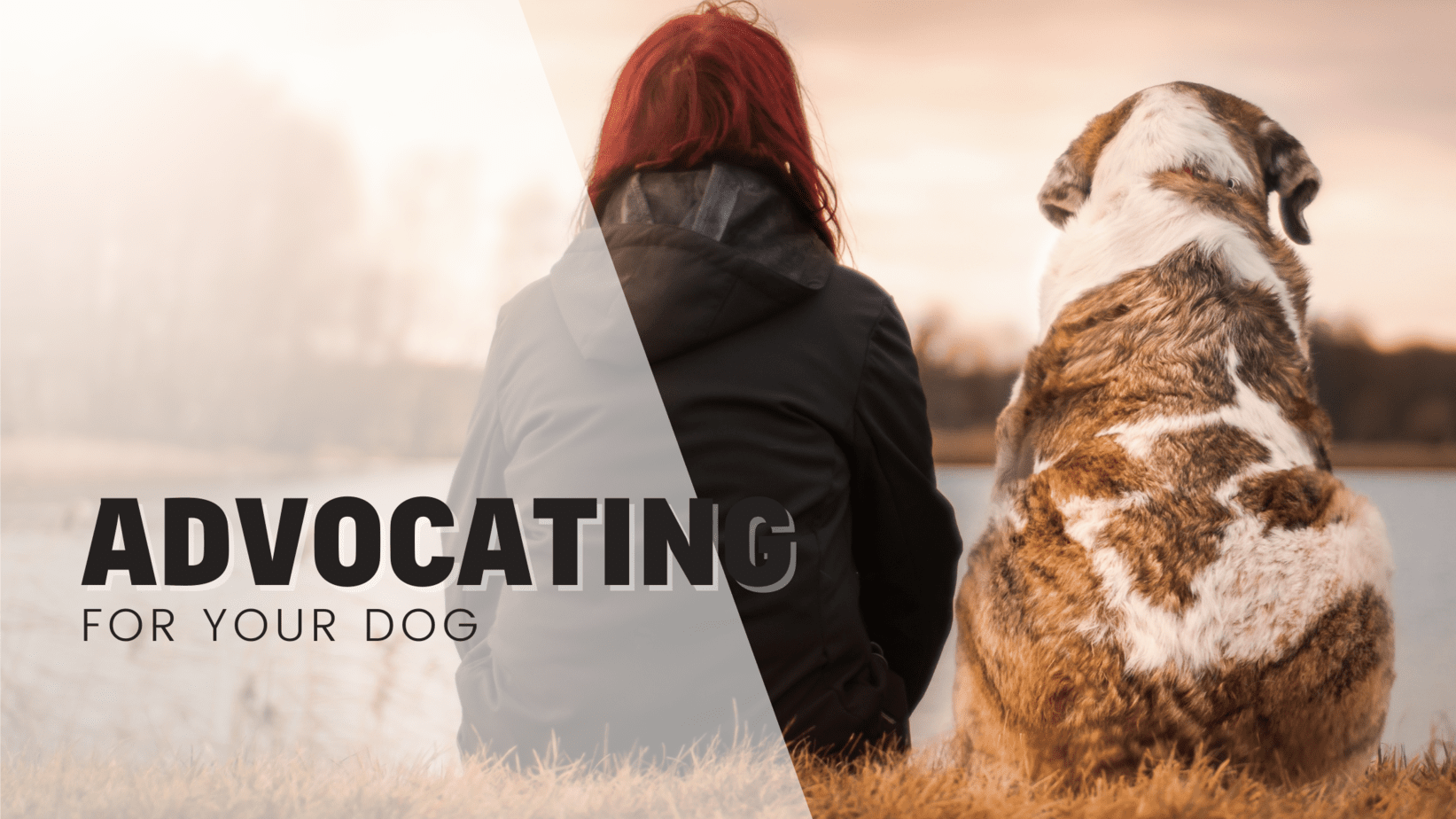 How Do I Advocate For My Dog?