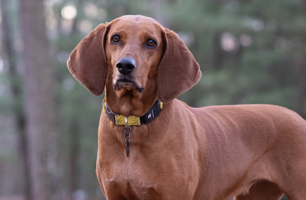Fi series 3 collar as worn by shelby the redbone coonhound