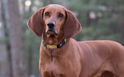 2026’s Best Pet Tech: What’s Actually Worth Buying for Your Dog?