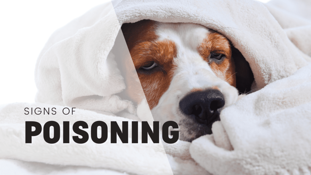 signs of poisoning in dogs