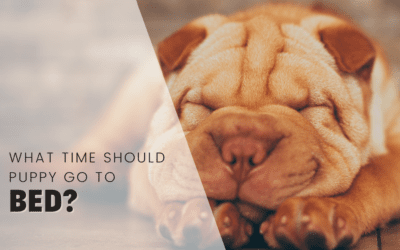 What Time Should A Puppy Go To Bed?