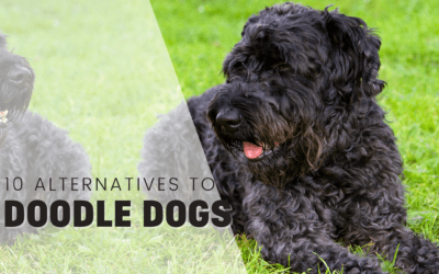 10 Dog Breeds That Look Like Doodles But Aren’t.