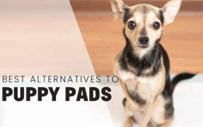 8 Best Alternatives To Puppy Pads To Toilet Train Your Puppy