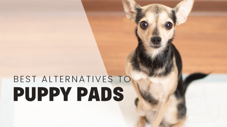 Best alternatives to puppy pads