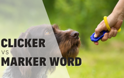 Clicker training vs marker word; what’s more effective? 2023