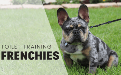 3 Ways To Potty Train A French Bulldog