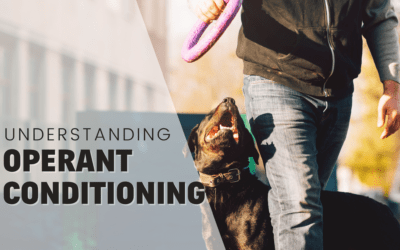 What is Operant Conditioning in Dog Training? 2023