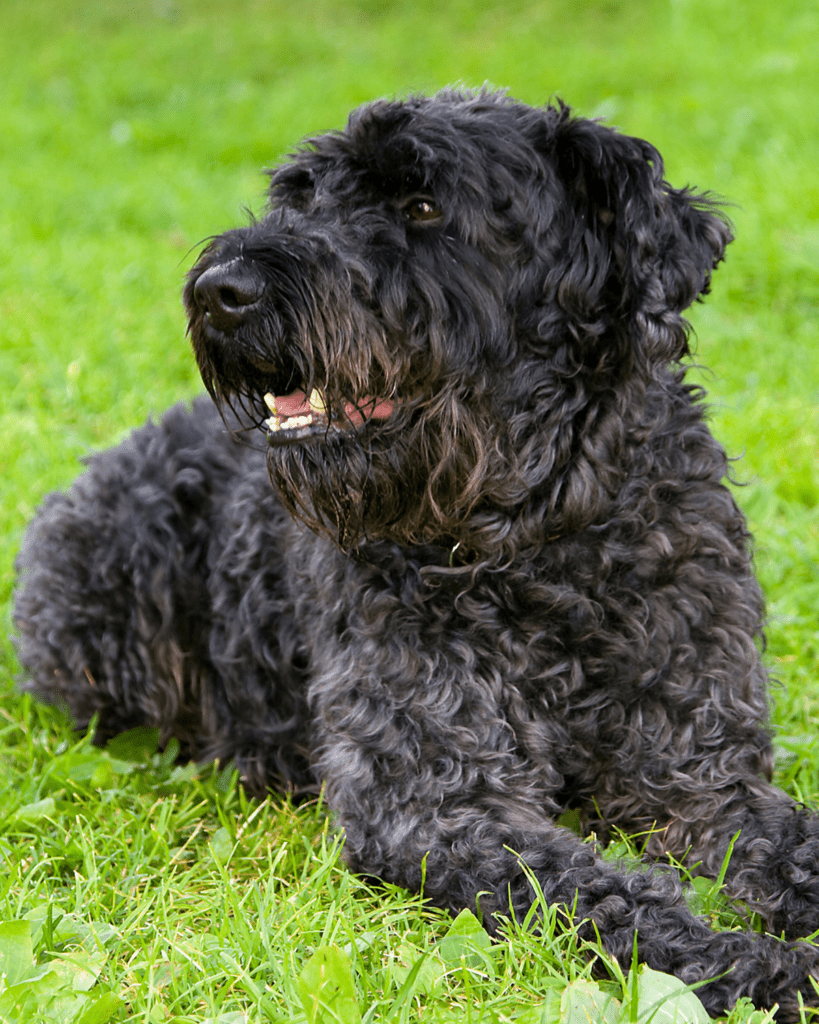 This is a kerry blue terrier! How gorgeous is this dog?! 