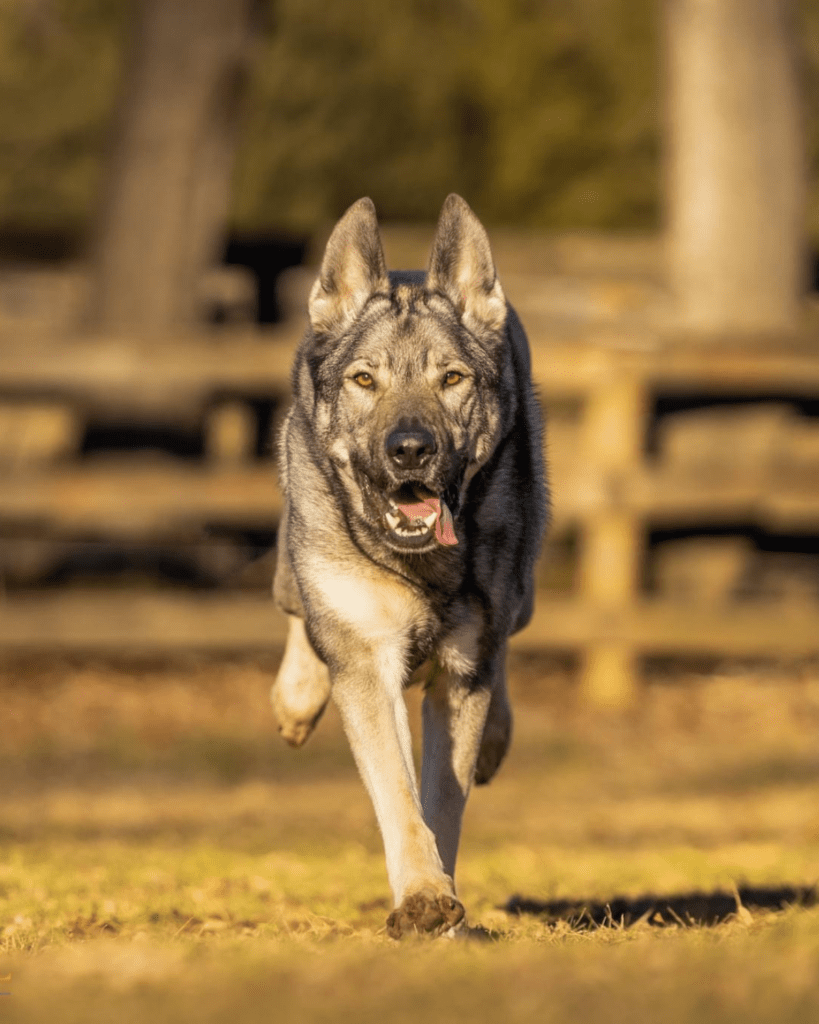 Operant Conditioning Indie the german shepherd and recall