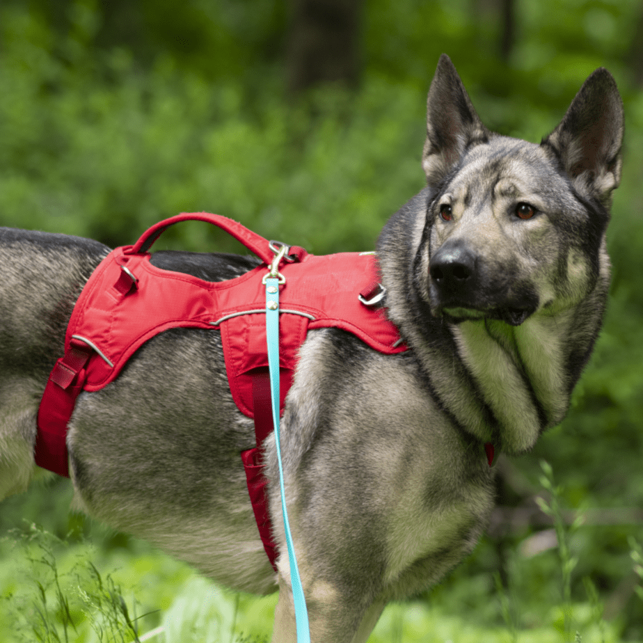 Do Harnesses Make Dogs Pull More? Pro Trainer Explains 2024 Rebarkable