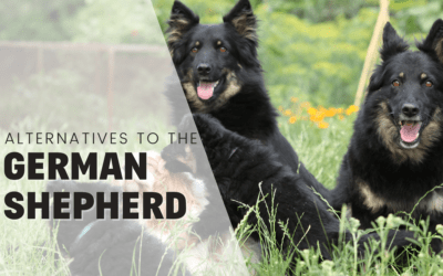16 dog breeds that look similar to German Shepherds