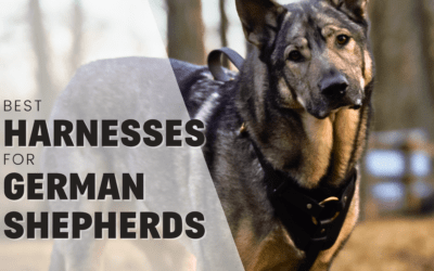 Best (& Worst!) Harnesses for German Shepherd Dogs in 2023