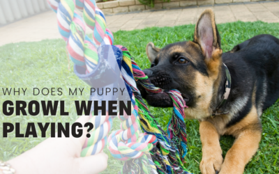Why Does my puppy growl during play? Pro Trainer Explains [2023]