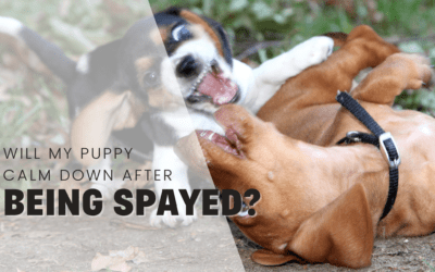 Do Puppies Calm Down After Being Spayed?