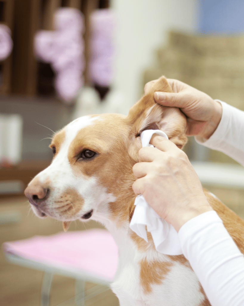 Ear yeast infection dogs 1