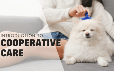 10 Steps to Achieving Cooperative Care For Your Dog