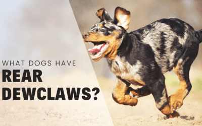 What Dog Breeds Have Dewclaws On Their Back Legs?