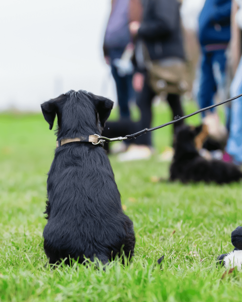 does insurance cover dog training 1