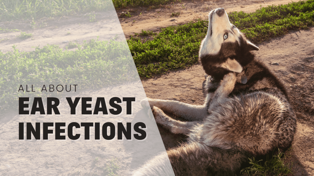ear yeast infections