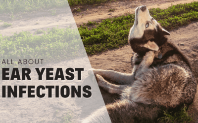 About Dog Ear Yeast Infections: Causes, Symptoms & Treatment