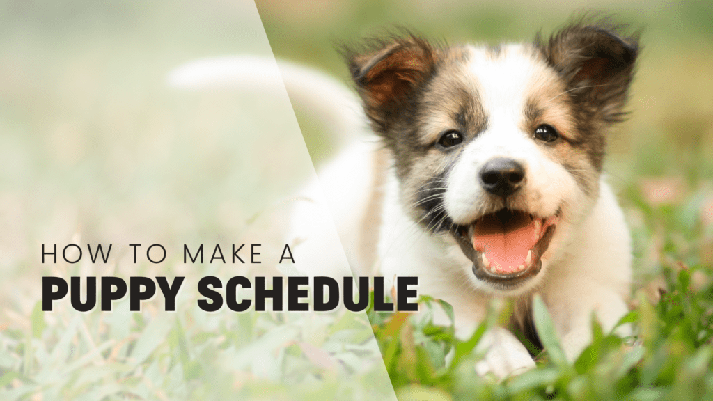 When Can You Start Potty Training a Puppy? - Rebarkable