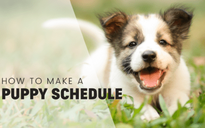 How to Set Up A Perfect Daily Routine For Your Puppy [2023]
