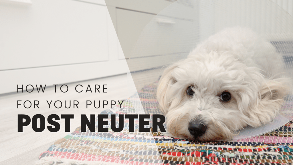 post neuter care