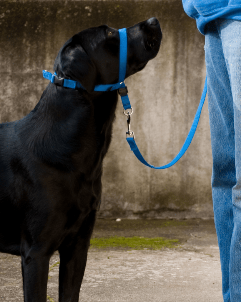 punishment in dog training 5