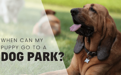 When Can My Puppy Go To The Dog Park? Etiquette And Tips