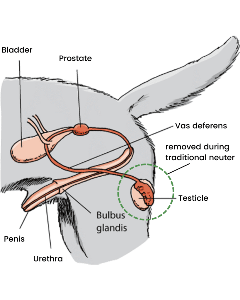 vasectomy vs neuter 5