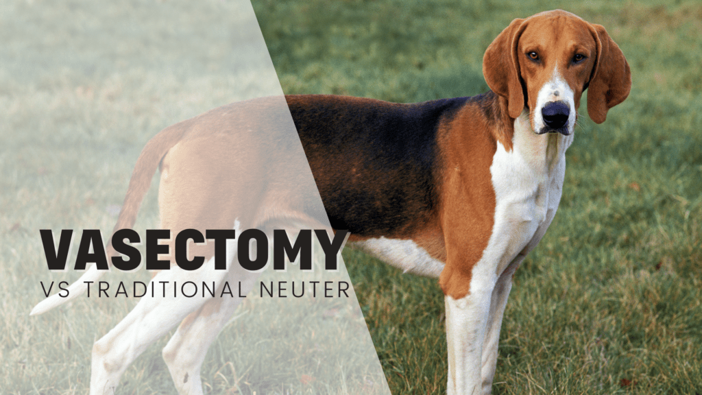 vasectomy vs neuter Header