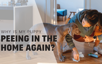 11 reasons why your puppy has started peeing in the house again