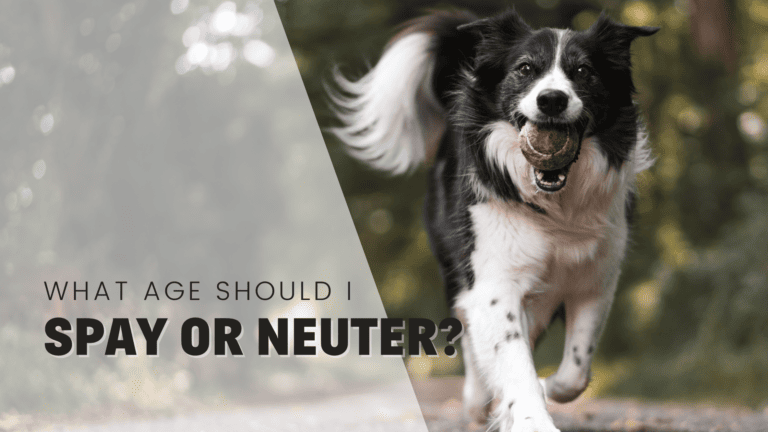 When to Spay or Neuter My Dog or Puppy [2026]