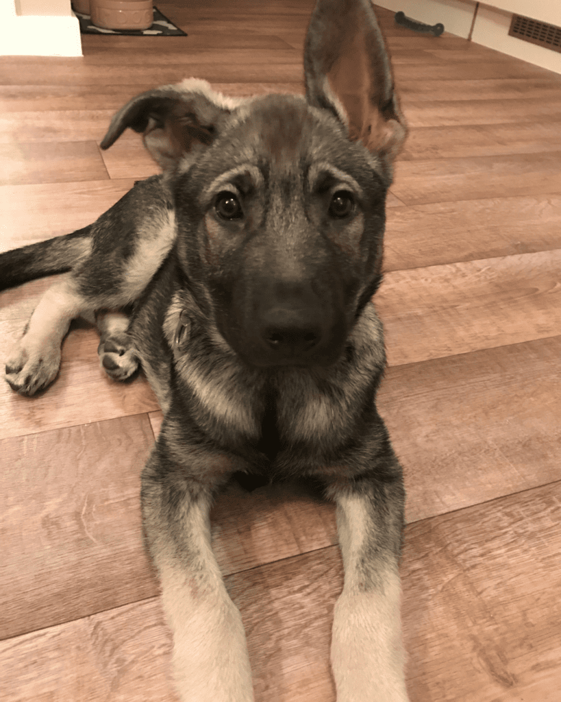 When will my german shepherd puppy's ears stand up 4