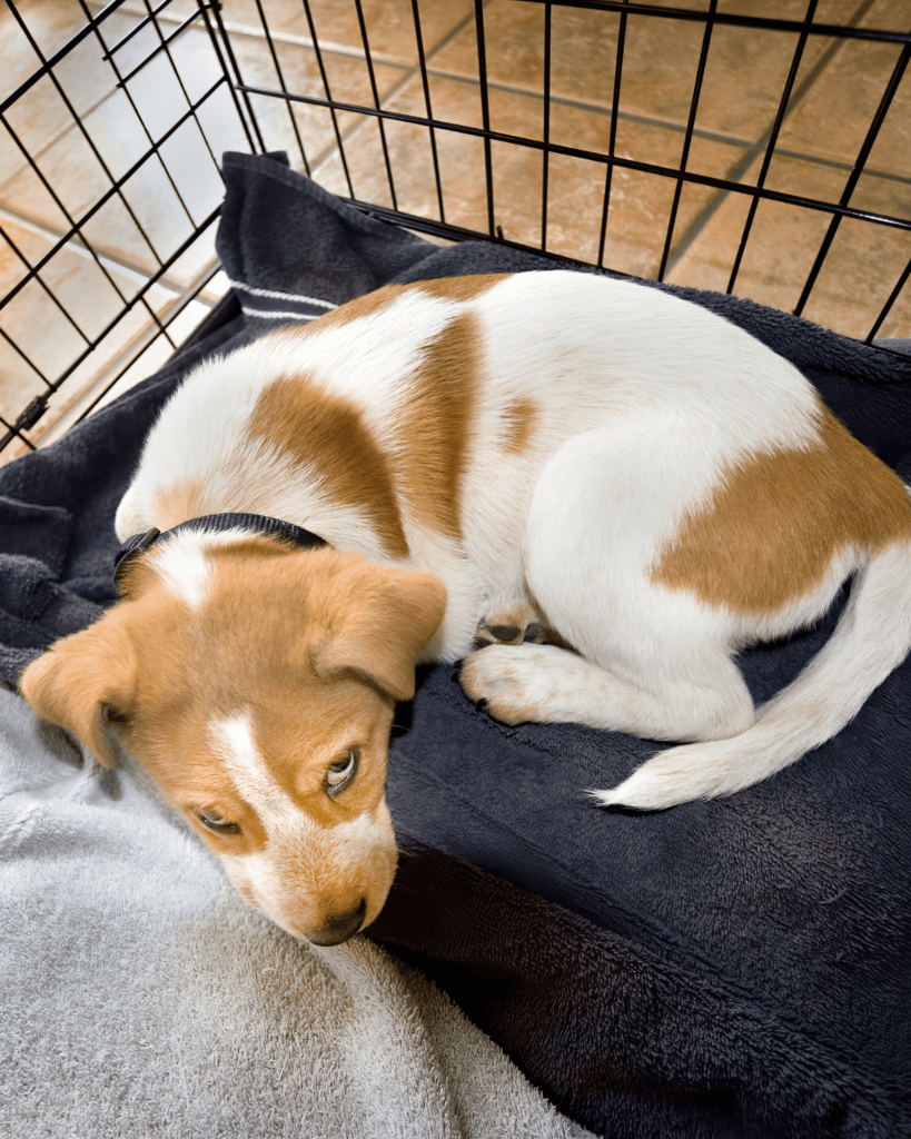 when to spay or neuter puppy 5