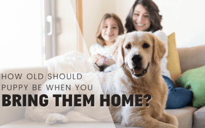 What Age Is Best To Bring Home A Puppy Or Dog?