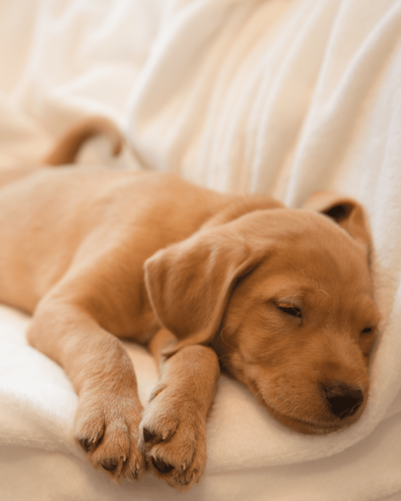 why puppy whines at night 5