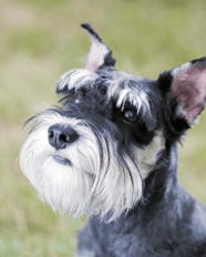English Mustache Dog
