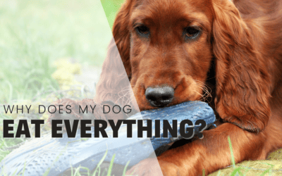 Why does my dog eat everything? Here’s 11 reasons why…
