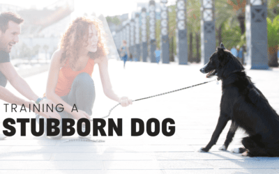 Your Guide To Training A Stubborn Puppy Or Dog