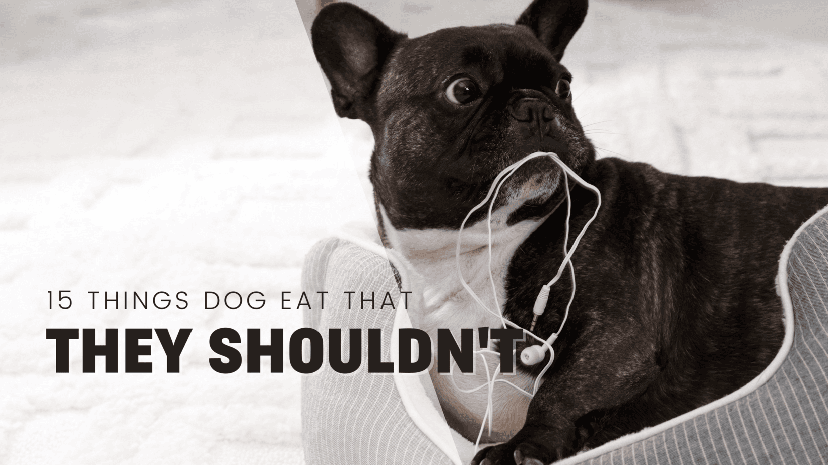 Top 15 Items Dogs Love to Eat That They Shouldn't Rebarkable