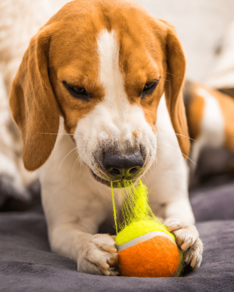 things dogs eat that they shouldn't 6