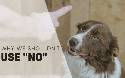 Why You Shouldn’t Use “No” When Training Your Dog