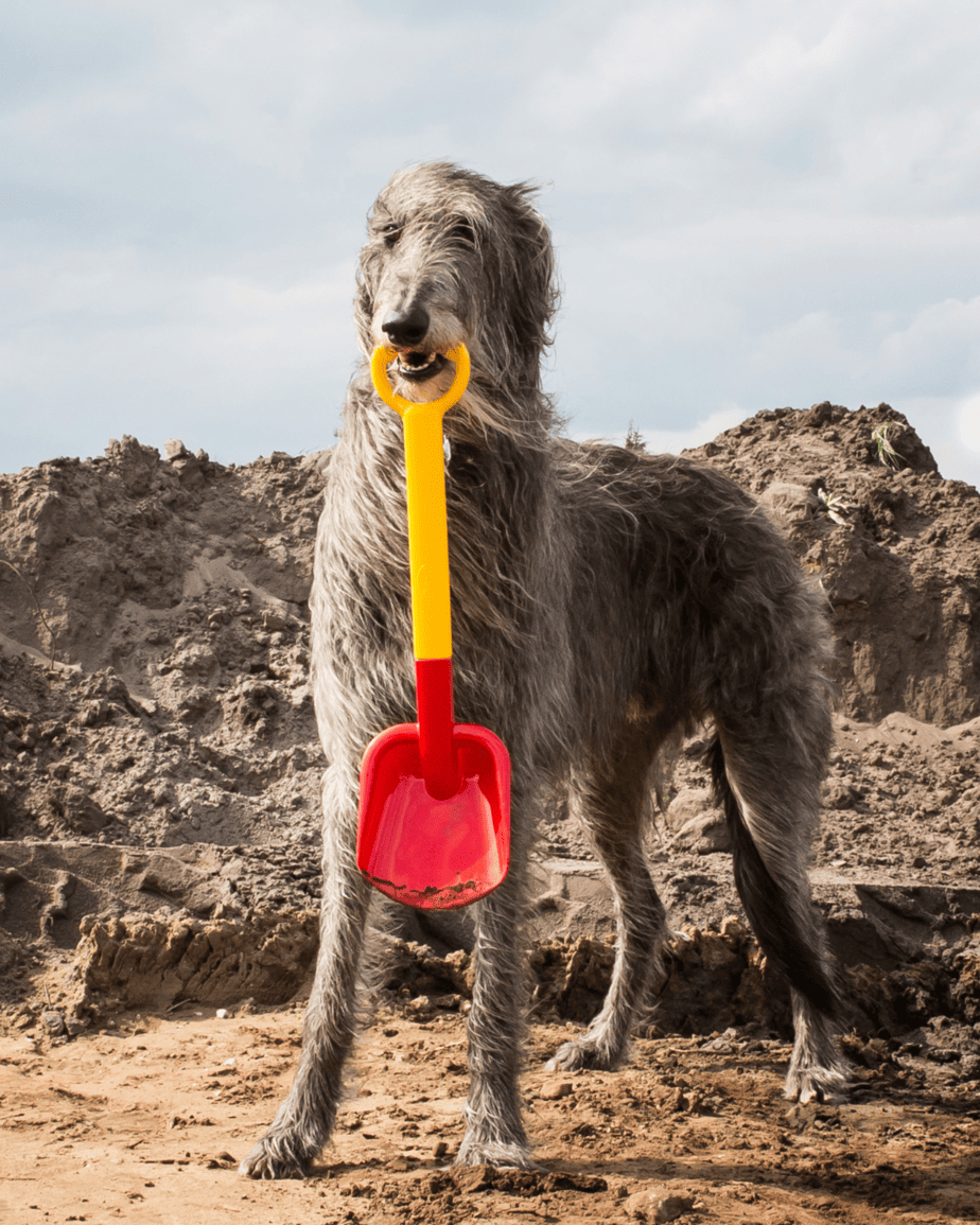 scottish deerhound sighthound enjoying the beach