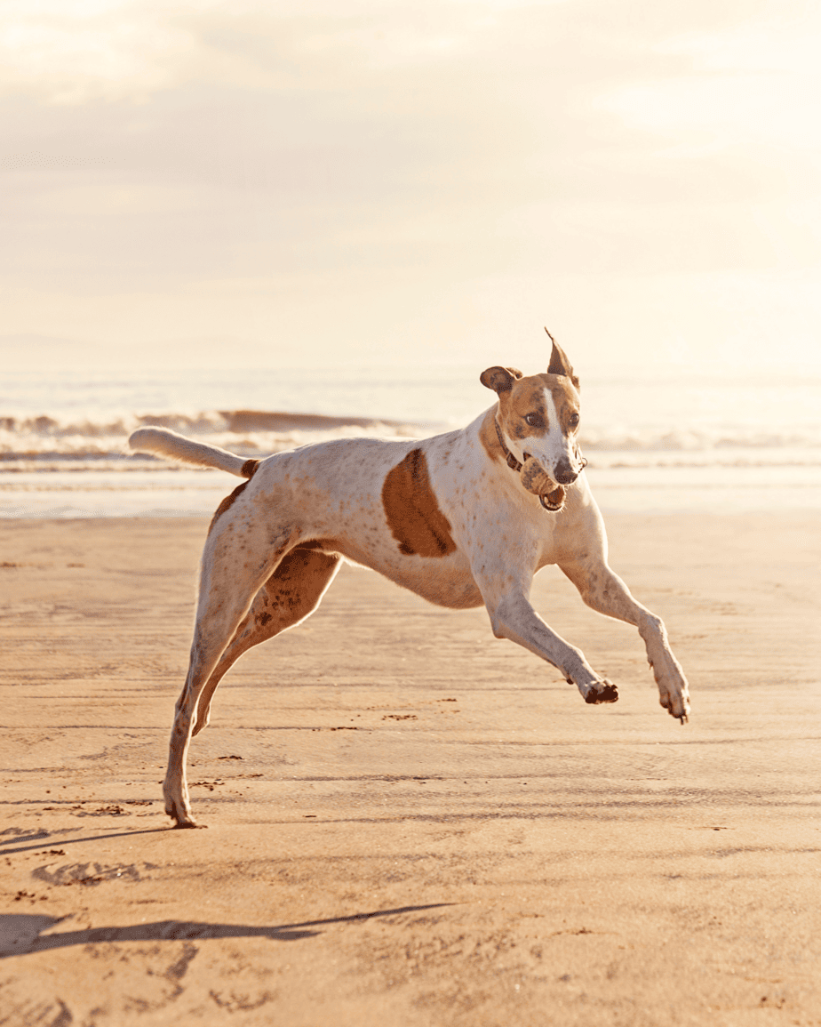 Greyhound sighthound enjoying the beach with a ball