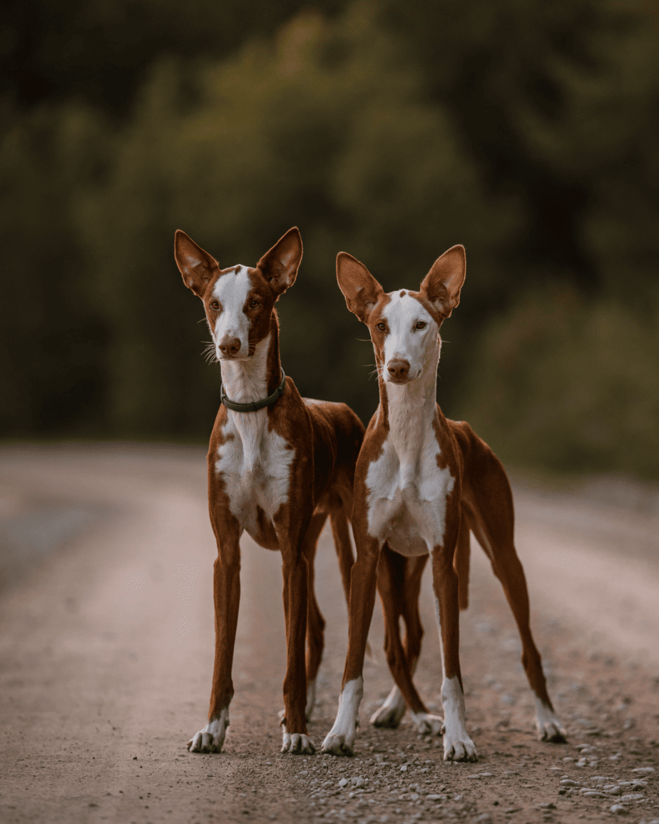 two ibizan hounds standing on a road